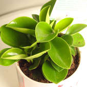 Order Peperomia Plant With Personalised Vase Online 