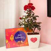 Red Rose Love Plant with Celebrations Pack Combo