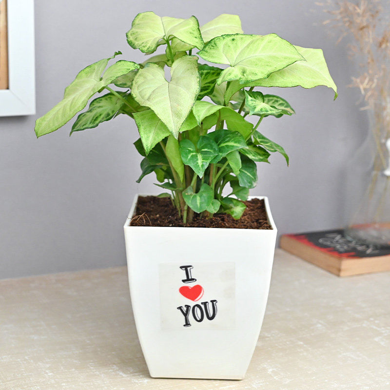 Love Syngonium Plant