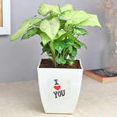 Love Syngonium Plant