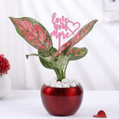 Love You More Aglaonema Plant In Metal Pot
