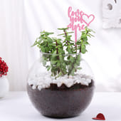 Love You More Jade Plant In Fishbowl
