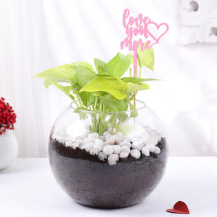 Love You More Money Plant In Fishbowl