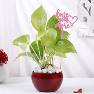 Love You More Money Plant In Metal Pot