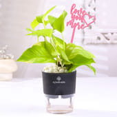 Love You More Money Plant In Self Watering Pot