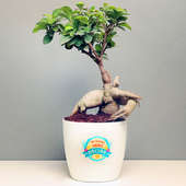 Ficus Microcarpa Plant in a Vase for Mom