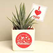 Lovely Haworthia Plant Gift For Valentine Partner