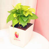 Money Plant in a White Vase for Mother