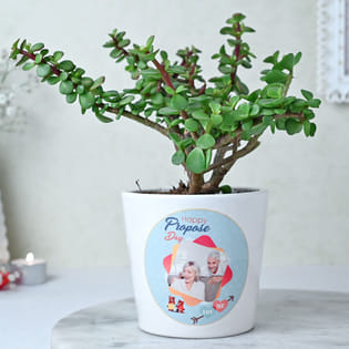 Jade Plant Online