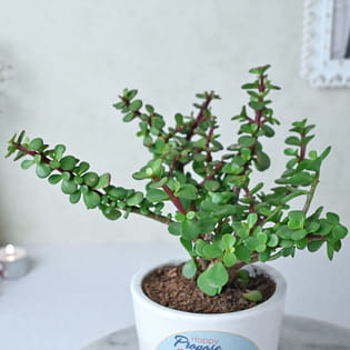 Buy Jade Plant Online