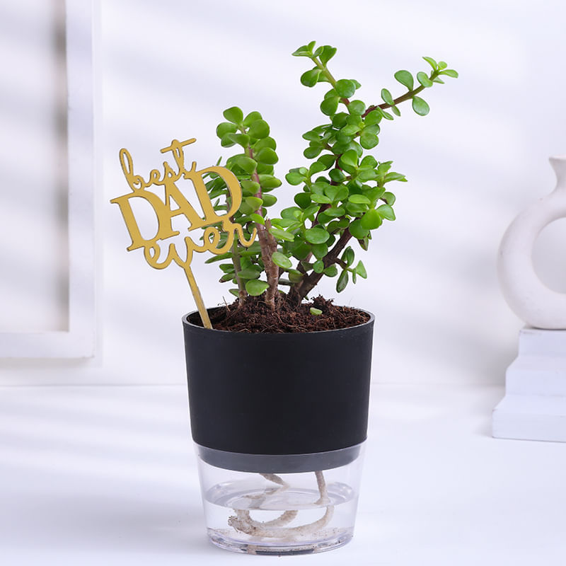 Luck Jade In Self Watering Pot For Dad