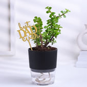 Luck Jade In Self Watering Pot For Dad