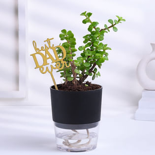 Luck Jade In Self Watering Pot For Dad