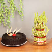 3 Layer Lucky Bamboo with Chocolate Cake Combo