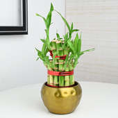 Lucky 2 Layer Bamboo Plant