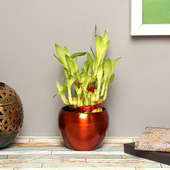Buy Lucky 2 Layer Bamboo Plant in a Vase Online