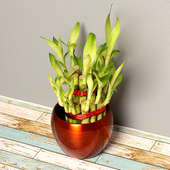 Send Lucky 2 Layer Bamboo Plant in a Vase Online