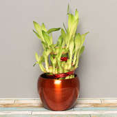 Order Lucky 2 Layer Bamboo Plant in a Vase Online