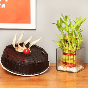 2 Layer Bamboo with Chocolate Cake Combo