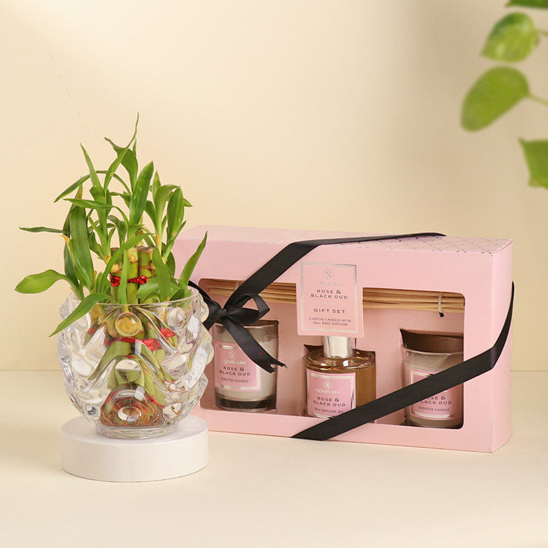 Lucky Bamboo And Fragrance Set