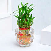 Buy Lucky Bamboo Plant In Glass Pot Online