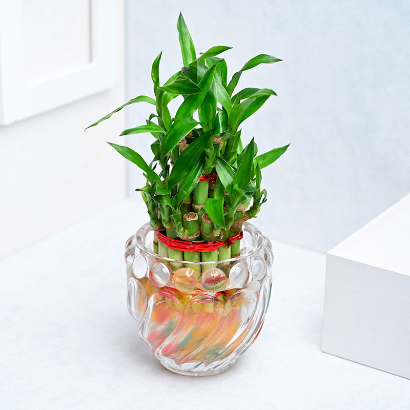 Send Lucky Bamboo Plant In Glass Pot Online