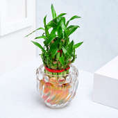 Send Lucky Bamboo Plant In Glass Pot Online
