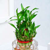 Order Lucky Bamboo Plant In Glass Pot Online