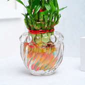 Lucky Bamboo Plant In Glass Pot Online