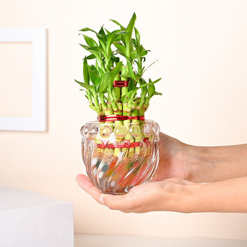 Lucky Bamboo Plant In Glass Pot Online