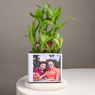 Lucky Bamboo For Dad