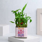 Send Mothers Day Lucky Bamboo In A Glass Pot to Mom