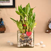 Lucky Bamboo In Anniversary Glass Pot