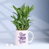 Lucky Bamboo in Best Mom Ever Mug