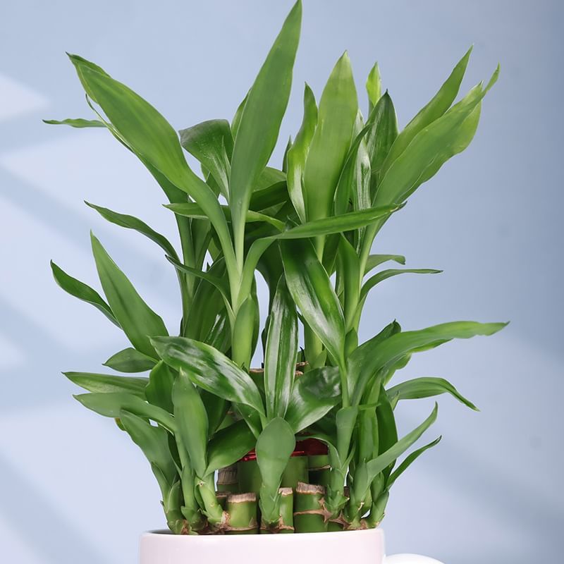 Product Image Video