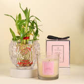 Lucky Bamboo In Crystal Rose Vase With Scented Candle