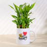 Lucky Bamboo In Cute Anniversary Mug