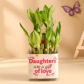 Lucky Bamboo In Glass Pot For Daughter