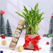 Lucky Bamboo In Glass Pot N Ferrero Rocher