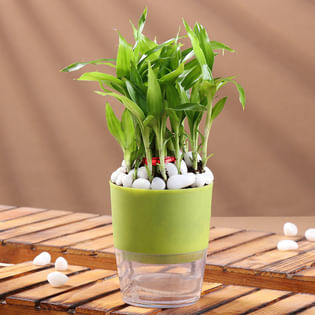 Lucky Bamboo In Green Pot