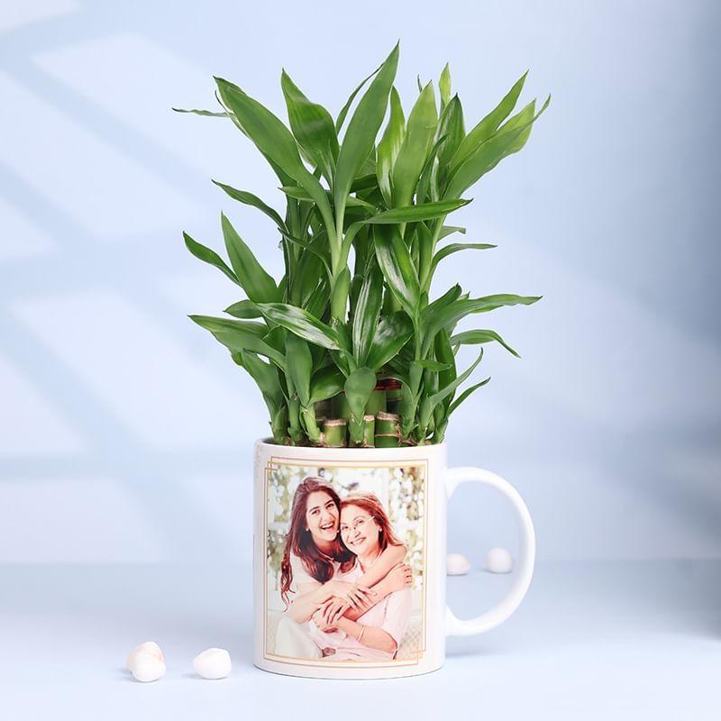 Lucky Bamboo in Love You Mommy Mug