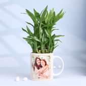 Lucky Bamboo in Love You Mommy Mug
