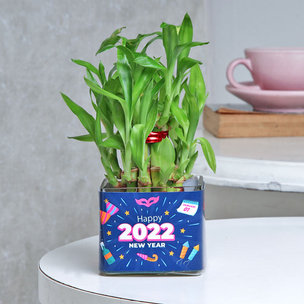 Lucky Bamboo Plants for New Year