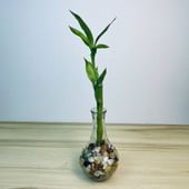 Lucky Bamboo In Transparant Glass Vase
