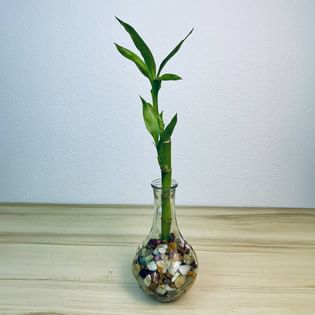 Lucky Bamboo In Transparant Glass Vase
