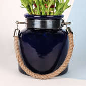 Buy Lucky Jar Bamboo Plant Online