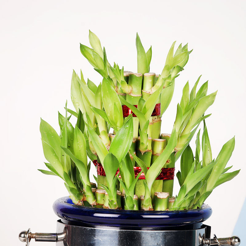 Send Lucky Jar Bamboo Plant Online