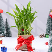 Lucky Bamboo Plant In A Glass Pot