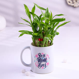 Lucky Bamboo Plant in Best Mom Mug