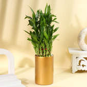 Lucky Bamboo Plant In Golden Pot